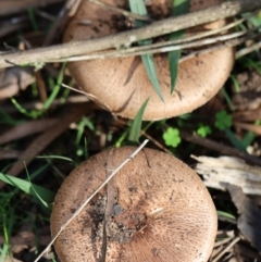 Unidentified Fungus (TBC) at Murrah, NSW - 28 Apr 2020 by FionaG