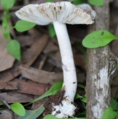 Unidentified Cup or disk - with no 'eggs' at Murrah, NSW - 28 Apr 2020 by FionaG