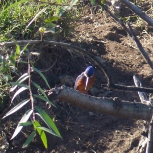 Ceyx azureus at Bega, NSW - 27 Apr 2020