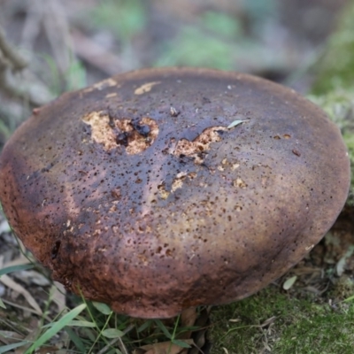 Unidentified Cup or disk - with no 'eggs' at Quaama, NSW - 28 Apr 2020 by FionaG