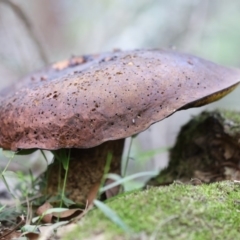 Unverified at suppressed - suppressed