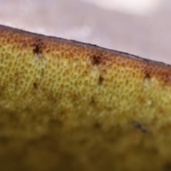 Unverified at suppressed - suppressed