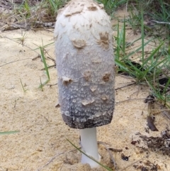 Coprinus comatus (Shaggy Ink Cap) at Bermagui, NSW - 22 Apr 2020 by narelle