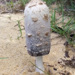 Coprinus comatus (TBC) at Bermagui, NSW - 22 Apr 2020 by narelle