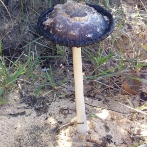 Coprinus comatus at Bermagui, NSW - 22 Apr 2020 10:52 AM