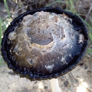 Coprinus comatus at Bermagui, NSW - 22 Apr 2020