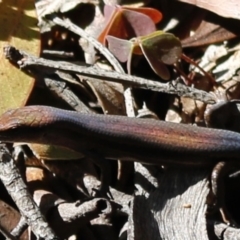Lampropholis guichenoti at Mongarlowe, NSW - 27 Apr 2020
