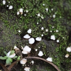 Unidentified Cup or disk - with no 'eggs' at Quaama, NSW - 28 Apr 2020 by FionaG