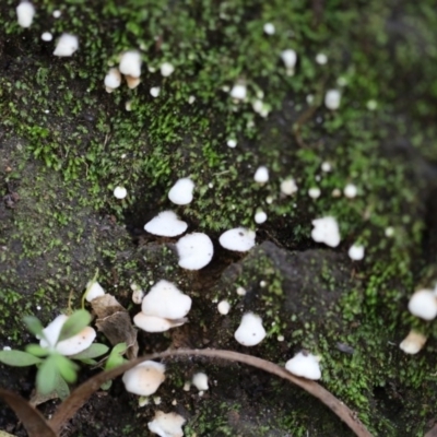 Unidentified Cup or disk - with no 'eggs' at Quaama, NSW - 28 Apr 2020 by FionaG