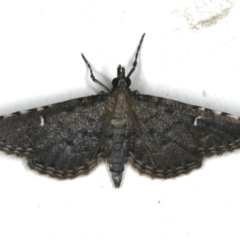 Metasia capnochroa (Smokey Metasia Moth) at Ainslie, ACT - 6 Dec 2019 by jbromilow50