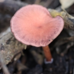 Unidentified Fungus at Quaama, NSW - 28 Apr 2020 by FionaG