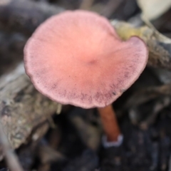 Unidentified Fungus (TBC) at Quaama, NSW - 28 Apr 2020 by FionaG