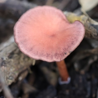 Unidentified Cup or disk - with no 'eggs' at Quaama, NSW - 28 Apr 2020 by FionaG