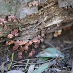 zz agaric (stem; gill colour unknown) at Quaama, NSW - 1 May 2020 by FionaG