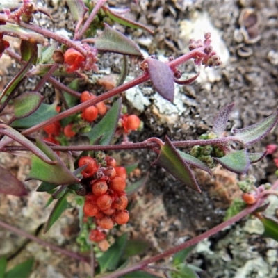 Einadia nutans (Climbing Saltbush) at Tuggeranong DC, ACT - 27 Apr 2020 by JohnBundock