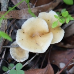 Collybia sp. at Murrah, NSW - 28 Apr 2020 by FionaG