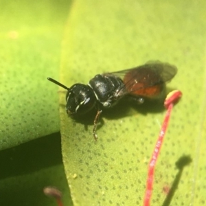 Hylaeus (Prosopisteron) littleri at Yarralumla, ACT - 27 Apr 2020 01:46 PM