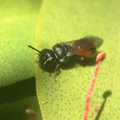 Hylaeus (Prosopisteron) littleri (Hylaeine colletid bee) at Yarralumla, ACT - 27 Apr 2020 by PeterA