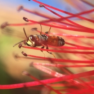 Hylaeus (Prosopisteron) littleri at Yarralumla, ACT - 27 Apr 2020