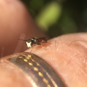 Hylaeus (Prosopisteron) littleri at Yarralumla, ACT - 27 Apr 2020