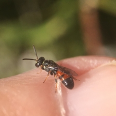 Hylaeus (Prosopisteron) littleri at Yarralumla, ACT - 27 Apr 2020