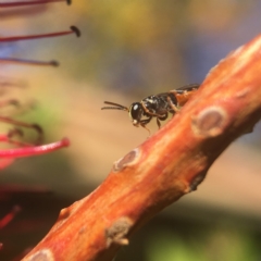 Hylaeus (Prosopisteron) littleri at Yarralumla, ACT - 27 Apr 2020