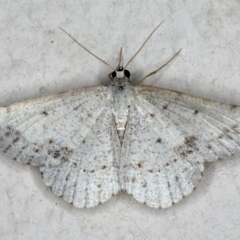 Taxeotis intextata (Looper Moth, Grey Taxeotis) at Ainslie, ACT - 6 Dec 2019 by jb2602