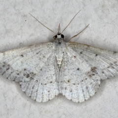 Taxeotis intextata (Looper Moth, Grey Taxeotis) at Ainslie, ACT - 6 Dec 2019 by jbromilow50