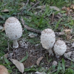 Coprinus comatus (Shaggy Ink Cap) at Federal Golf Course - 28 Apr 2020 by kieranh