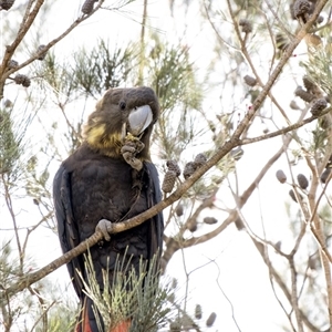 Calyptorhynchus lathami lathami at Penrose, NSW - 28 Apr 2020