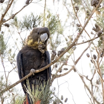 Calyptorhynchus lathami (Glossy Black-Cockatoo) at Penrose, NSW - 27 Apr 2020 by Aussiegall