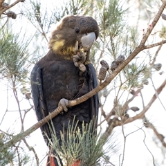 Calyptorhynchus lathami lathami at Penrose, NSW - suppressed