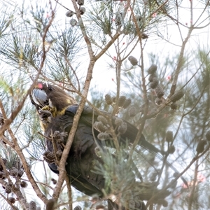 Calyptorhynchus lathami lathami at Penrose, NSW - suppressed