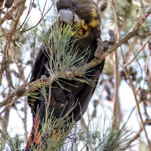 Calyptorhynchus lathami lathami at Penrose, NSW - 28 Apr 2020