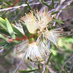 Callistemon sieberi (River Bottlebrush) at Uriarra Recreation Reserve - 28 Apr 2020 by JaneR