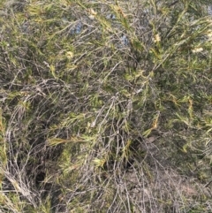 Callistemon sieberi at Stromlo, ACT - 28 Apr 2020