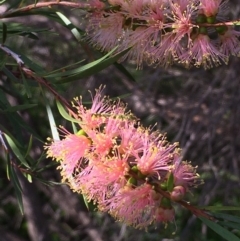 Callistemon sieberi at Stromlo, ACT - 28 Apr 2020 03:34 PM