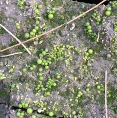 Botrydium granulatum (An algae) at Coree, ACT - 28 Apr 2020 by JaneR