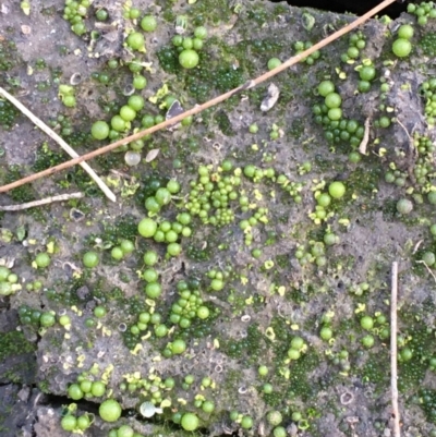 Botrydium granulatum (An algae) at Uriarra Recreation Reserve - 28 Apr 2020 by JaneR