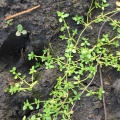 Callitriche stagnalis (Common Starwort) at Uriarra Recreation Reserve - 28 Apr 2020 by JaneR