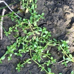 Callitriche stagnalis at Stromlo, ACT - 28 Apr 2020