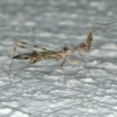 Stenolemus sp. (genus) (Thread-legged assassin bug) at Ainslie, ACT - 27 Nov 2019 by jb2602