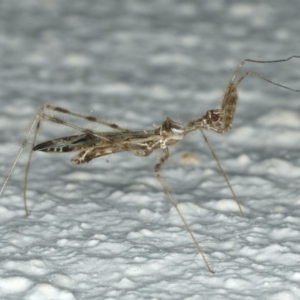 Stenolemus sp. (genus) at Ainslie, ACT - 27 Nov 2019 08:32 PM