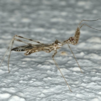 Stenolemus sp. (genus) (Thread-legged assassin bug) at Ainslie, ACT - 27 Nov 2019 by jb2602