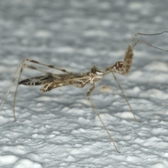 Stenolemus sp. (genus) (Thread-legged assassin bug) at Ainslie, ACT - 27 Nov 2019 by jbromilow50