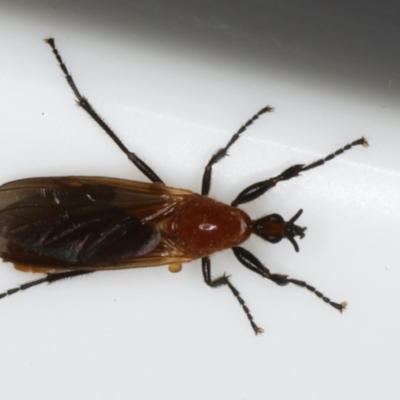 Bibio imitator (Garden maggot) at Ainslie, ACT - 27 Nov 2019 by jb2602