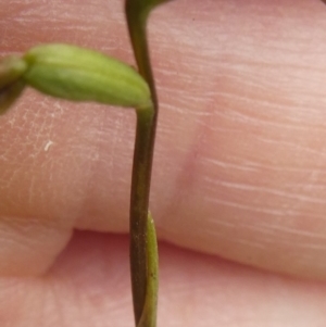 Corunastylis clivicola at Hall, ACT - 27 Apr 2020