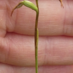 Corunastylis clivicola at Hall, ACT - 27 Apr 2020