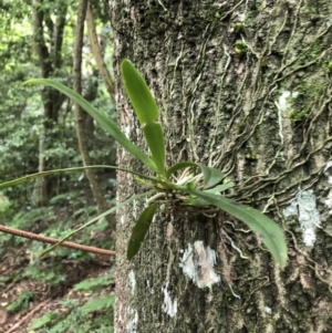 Sarcochilus falcatus at Wattamolla, NSW - 28 Apr 2020