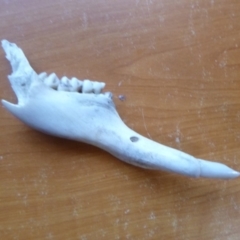 Unverified Mammal at Tathra Public School - 29 Apr 2020 by TathraPreschool